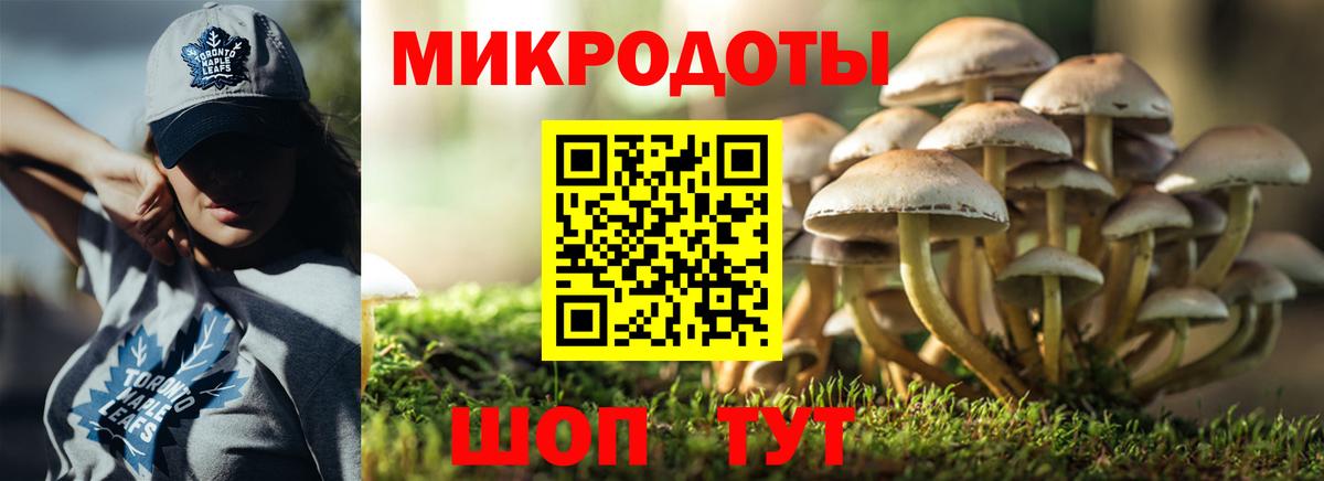 Псилоцибиновые грибы Cubensis Шахты